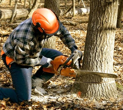 Tree Removal in Warren, RI